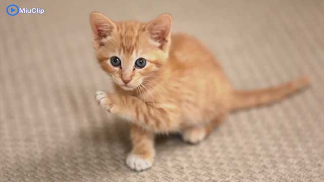 ChÃº mÃ¨o con Ä‘Ã¡ng yÃªu cá»§a tÃ´i