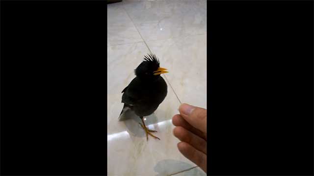 Chim sáo tập nói