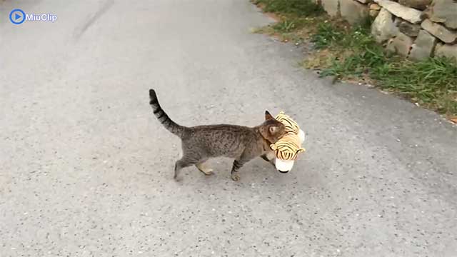 Mèo tha hổ nhồi bông về chơi