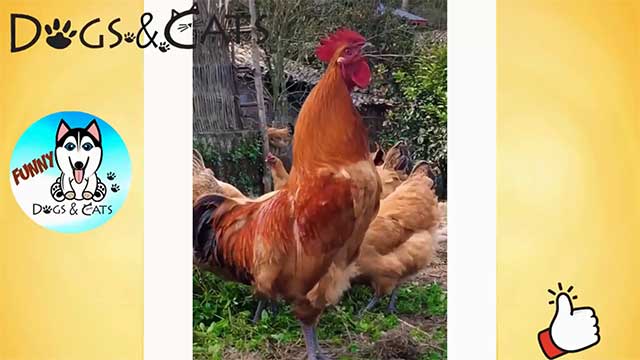 Những con vật bá đạo hài hước nhất thế giới