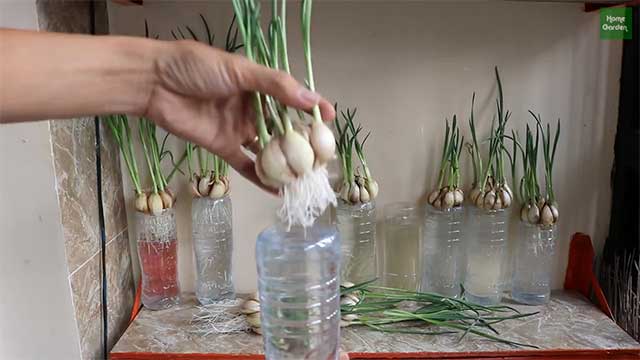 Phương pháp trồng tỏi cực kỳ đơn giản bằng chai nhựa