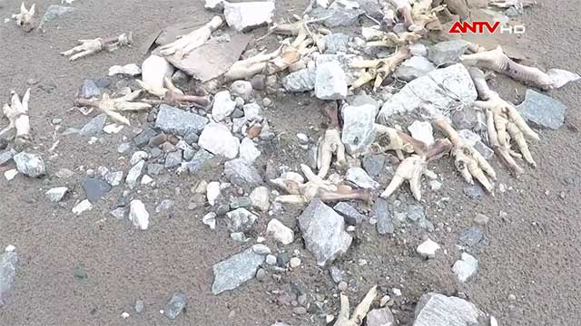 Rùng mình kinh hãi chân gà thải loại Trung Quốc lúc nhúc giòi bọ, cấp đông 20 năm