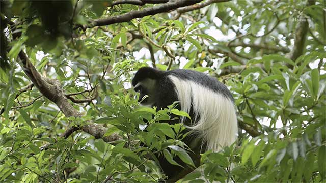 Thế Giới Động Vật - Khám phá Tanzania hoang dã